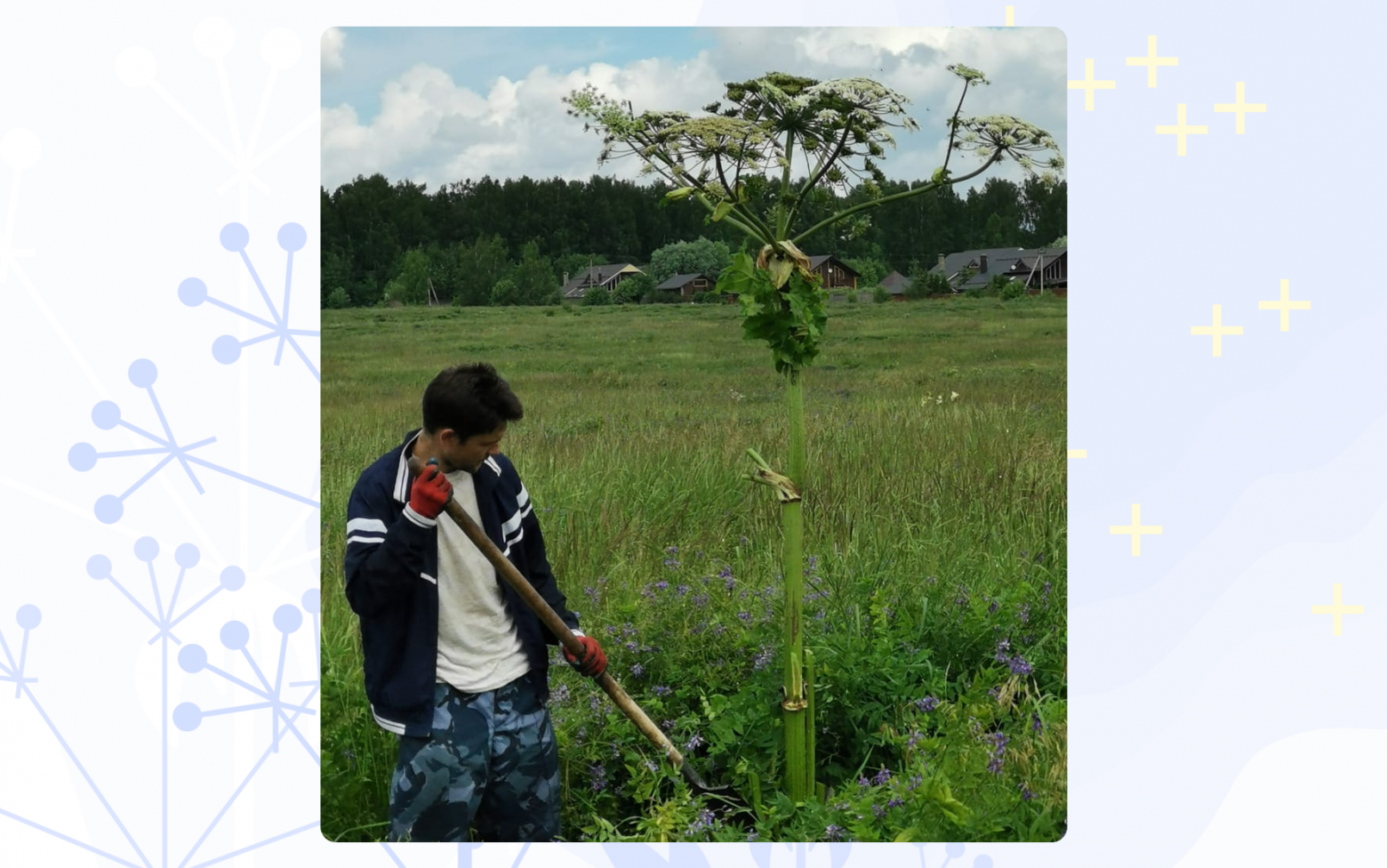 Высота борщевика Сосновского — более метра, однако могут встречаться и экземпляры высотой до 3 и даже 4–5 метров